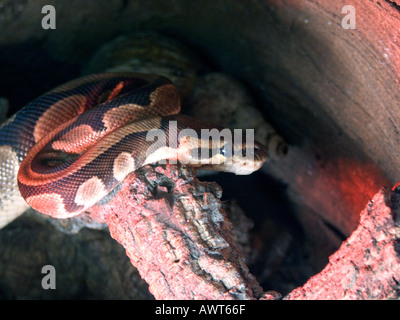 captive Ball Python or Royal Python (Python regius) Stock Photo