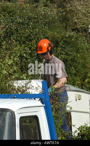 Tree Surgeons cutting and pruning sycamore trees then taking the wood away for shreading. Stock Photo
