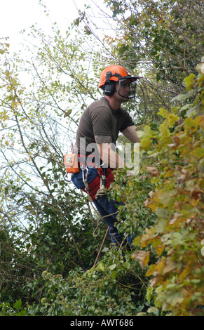 Tree Surgeons cutting and pruning sycamore trees. Stock Photo