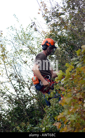 Tree Surgeons cutting and pruning sycamore trees. Stock Photo