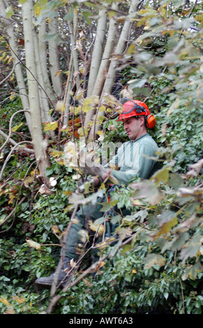 Tree Surgeons cutting and pruning sycamore trees. Stock Photo