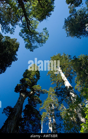 Alerce trees (Fitzroya cupressoides) WILD,  Alerce Alpino National Park, CHILE Stock Photo