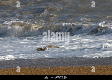 Common Gull Larus canus flying shoreline Stock Photo