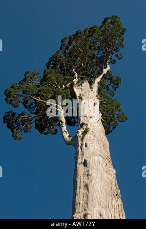 Alerce tree (Fitzroya cupressoides) WILD,  Alerce Alpino National Park, CHILE Stock Photo