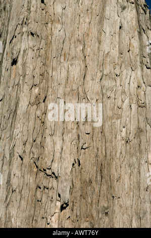 Bark of Alerce tree (Fitzroya cupressoides) WILD,  Alerce Alpino National Park, CHILE Stock Photo
