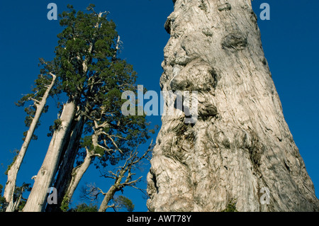 Alerce trees (Fitzroya cupressoides) WILD,  Alerce Alpino National Park, CHILE Stock Photo
