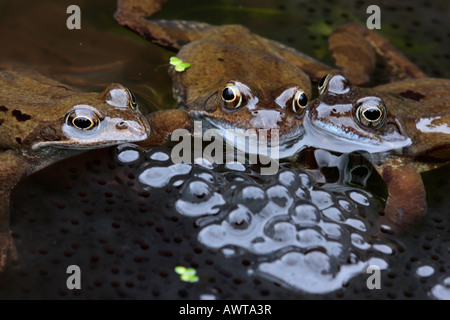 Common Frogs Rana temporaria with spawn in garden pond Potton Bedfordshire Stock Photo