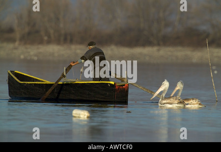 Fisherman with two Dalmatian Pelicans following in the hope of a meal Lake Kerkini Greece winter Stock Photo