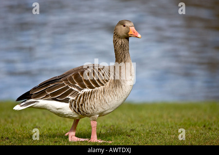Alert Greylag Goose Stock Photo