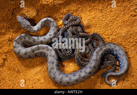 vipere aspi Aspisviper Asp Viper Vipera aspis Childbirth small Vipers accouchement animals Asp viper Aspic Viper Aspisvipern Eur Stock Photo