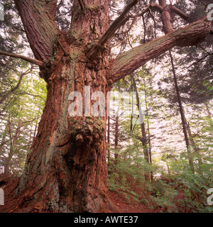 Giant Douglas Fir Tree (Pseudotsuga menziesii) growing in a Temperate Rainforest on Texada Island British Columbia Canada Stock Photo