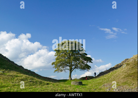 Sycamore Gap on Hadrians Wall, near Once Brewed, Northumberland, England, UK Stock Photo