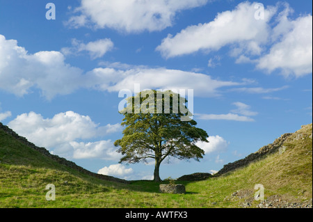 Sycamore Gap on Hadrians Wall, near Once Brewed, Northumberland, England, UK Stock Photo