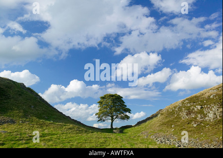 Sycamore Gap on Hadrians Wall, near Once Brewed, Northumberland, England, UK Stock Photo