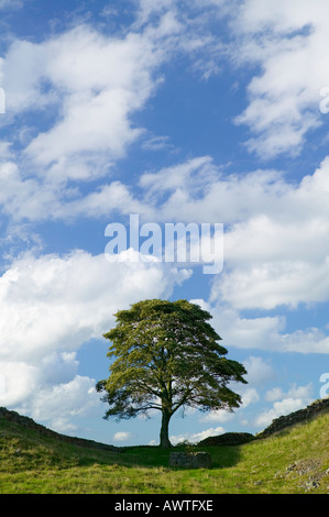 Sycamore Gap on Hadrians Wall, near Once Brewed, Northumberland, England, UK Stock Photo