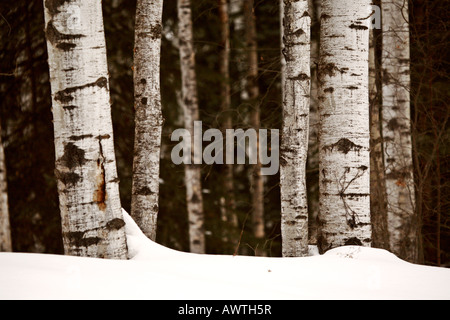 Aspen tree trunks in winter Stock Photo