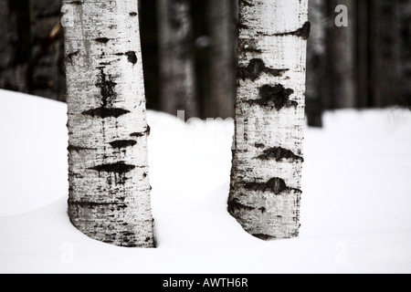 Aspen tree trunks in winter Stock Photo