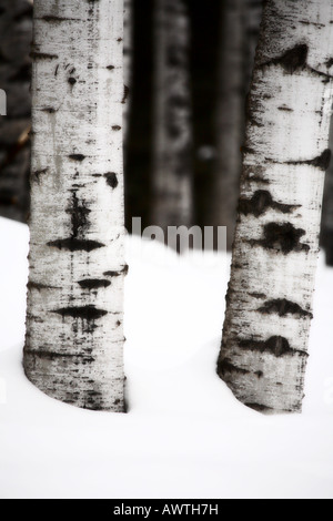 Aspen tree trunks in winter Stock Photo