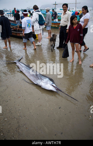 Fisherman with swordfish Puerto Lopez fishing Harbour Ecuador South America just caught catch Stock Photo