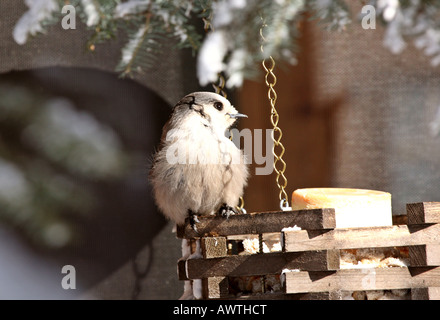 Gray Jay on bird feeder in winter Stock Photo