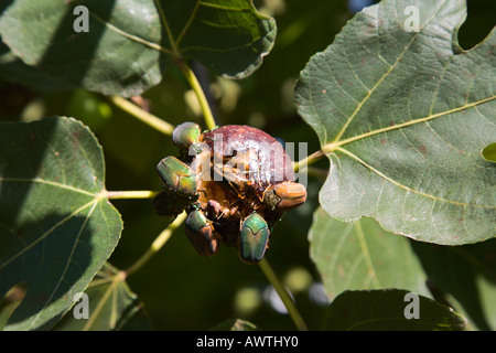 Figeater Beetles eating ripe figs from tree Stock Photo