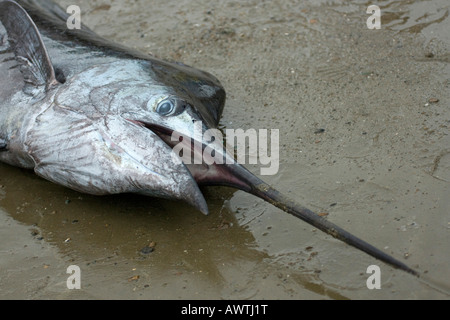 head of swordfish freshly caught Puerto Lopez fishing Harbour Ecuador South America Stock Photo