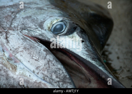 head of swordfish freshly caught Puerto Lopez fishing Harbour Ecuador ...