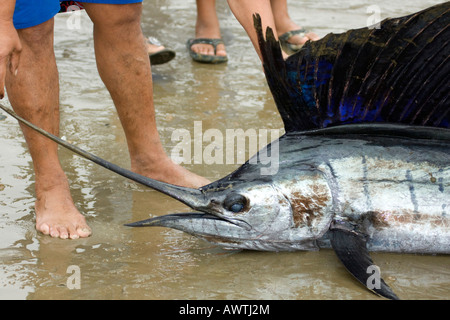 head of swordfish freshly caught Puerto Lopez fishing Harbour Ecuador South America Stock Photo