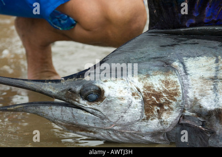 head of swordfish freshly caught Puerto Lopez fishing Harbour Ecuador South America Stock Photo