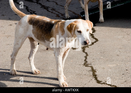 Foxhound Suffolk England Stock Photo