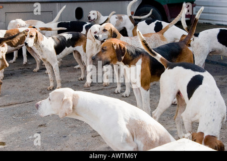 Foxhounds Suffolk England Stock Photo