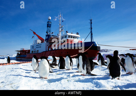 manchot d adelie Adelie Penguin Pygoscelis papua whit boot Astrolabe group on the way to and from the sea on a rock covered snow