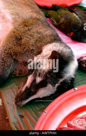 Laos Phonsavan Masked Palm Civet Paguma larvata for sale in market wild meat Stock Photo