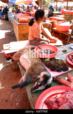 Laos Phonsavan Masked Palm Civet Paguma larvata for sale in market wild meat Stock Photo