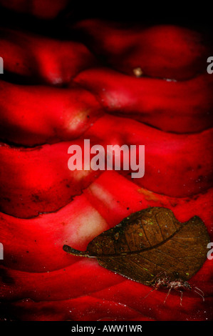 Red Heliconia flower and ant in the rainforest beside Achiote road on the Caribbean slope, Republic of Panama. Stock Photo