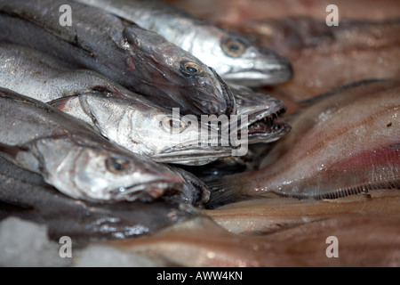 pile of whole hake and plaice fillets on a fishmongers fresh fish stall at an indoor market Stock Photo