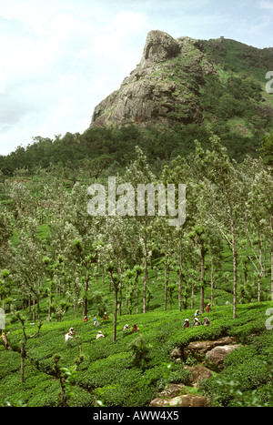 INDIA Farming scene, Tamil Nadu Harvesting rice Stock Photo - Alamy