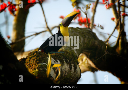 The colorful bird Yellow-throated Toucan, Ramphastos ambiguus swainsonii, near Cana field station in Darien national park, Republic of Panama Stock Photo