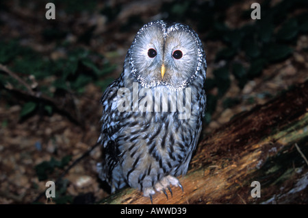 Habichtskautz, Ural Owl, Strix uralensis Stock Photo