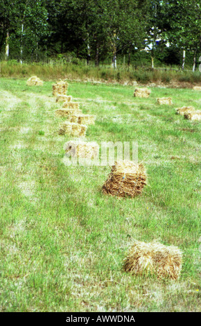 Square hay bails drying in the vendee sun, bretignolles sur mer, france no 2410 Stock Photo