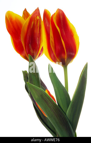 Tulips against white background, (Tulipa gesneriana), close-up Stock Photo