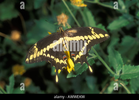 Giant Swallowtail Butterfly, Papilio cresphontes, on aster flower. Stock Photo