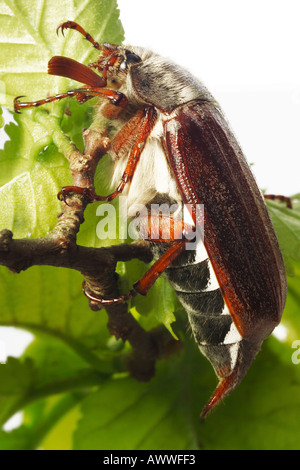Cockchafer beetle (Melolontha melolontha) on leaves, close-up Stock Photo