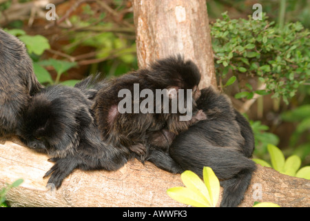 Goeldi's monkey (Callimico goeldii) mother with her baby on her back Stock Photo