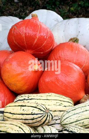 Winter squashes Crown Prince white Uchiki Kuri orange Delicata striped Stock Photo