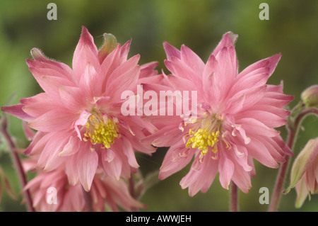 Aquilegia vulgaris var. stellata 'Rose Barlow' (Columbine) Barlow Series. Stock Photo