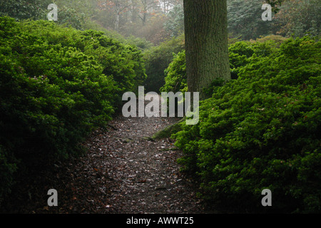 Dimly lit hedged path on an autumn morning in Richmond Park Stock Photo