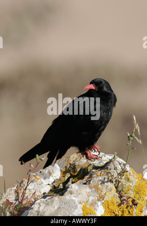 CHOUGH Pyrrhocorax pyrrhocorax Perched On A Rock Stock Photo