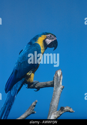 Blue and Yellow Macaw perched on branch Macaw Ara ararauna Stock Photo