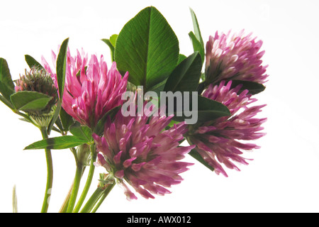 Pink clover (Trifolium pratense), close-up Stock Photo